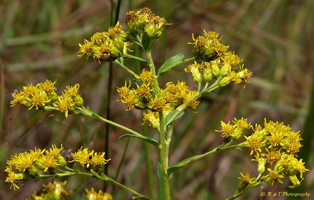 {Solidago rigida}